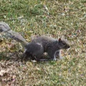 Grey Squirrel