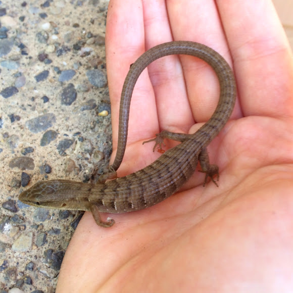 Oregon alligator lizard Project Noah