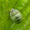 Green shield bug nymph