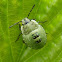 Green shield bug nymph