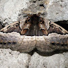 Widenmann's Owl Moth