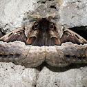 Widenmann's Owl Moth