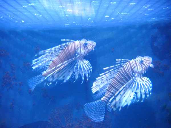Red Lionfish | Project Noah