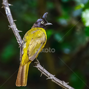 Black Crested Bulbul by Kuppusamy Ramesh - Animals Birds