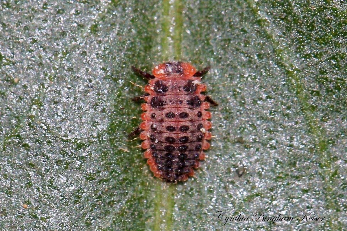 Vedalia Beetle Larvae