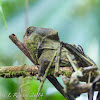 Helmeted iguana