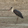 Wooly necked stork