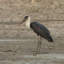 Wooly necked stork