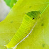 Common Jay Butterfly caterpillar