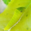 Common Jay Butterfly caterpillar