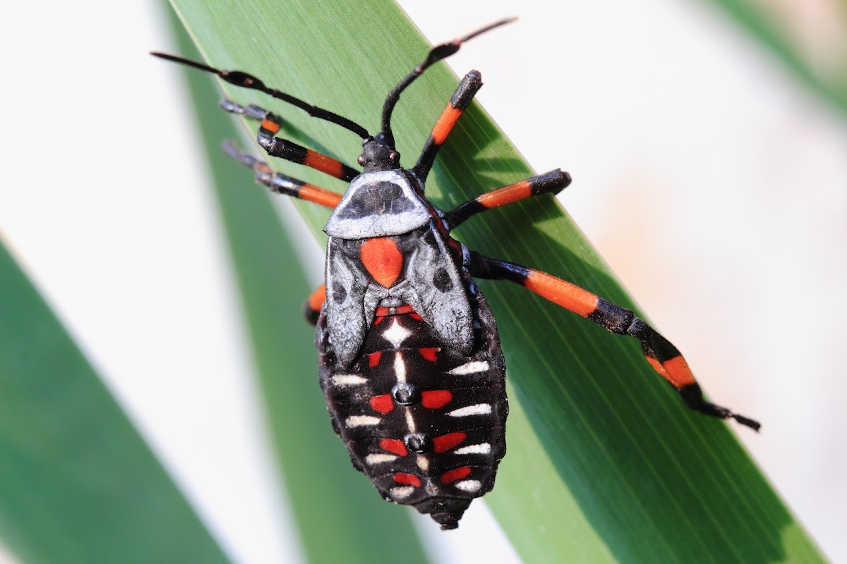 Giant mesquite bug