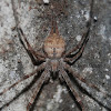 Two-Tailed Spider