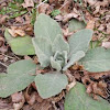 Common Mullein