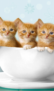 How to get Cats Live Wallpaper 1.0 mod apk for android