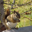 Red Squirrel