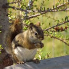 Red Squirrel