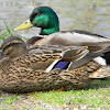 Mallard Duck