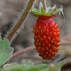 wild strawberry, woodland strawberry, Alpine strawberry, European strawberry