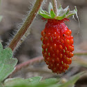 wild strawberry, woodland strawberry, Alpine strawberry, European strawberry