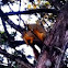 Eastern Fox Squirrels