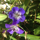 Perennial geranium