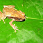 Leaf-Litter Toad