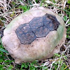 Turtle murder mystery