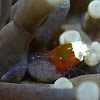 Ghost Shrimp / Heliofungia Shrimp / Mushroom Coral Commensal Shrimp