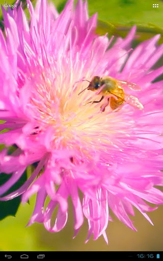 【免費個人化App】Summer Bee on Clover Flower 3D-APP點子