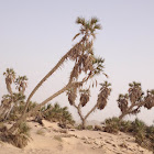 Doum palm