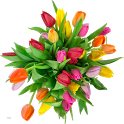 Tulips icon
