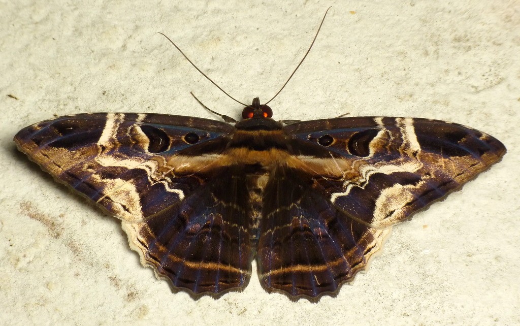 Owlet Moth