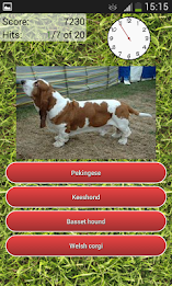 クイズ犬の品種 poster 7