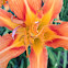 Daylily