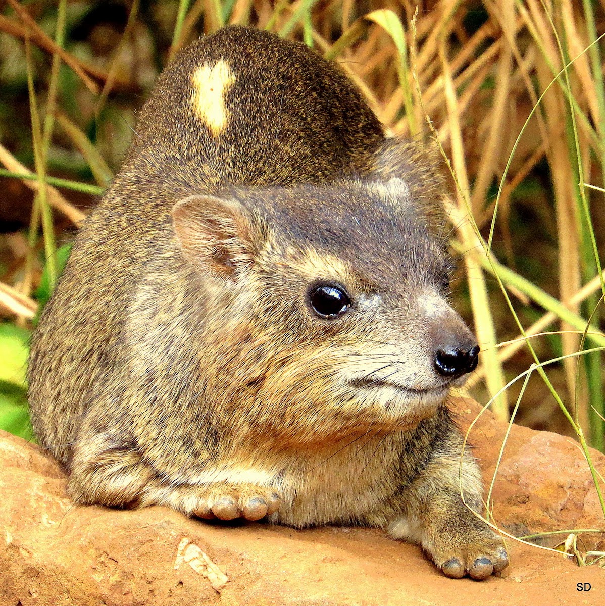 Tree Hyrax Project Noah