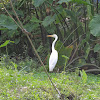 Eastern great egret