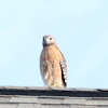 Red-shouldered Hawk