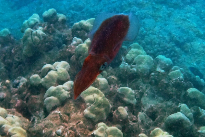 Bigfin Squid