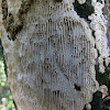 Lichen or fungus?