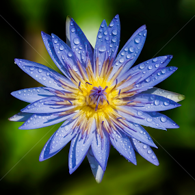 by Asher Jr Salvan - Flowers Single Flower