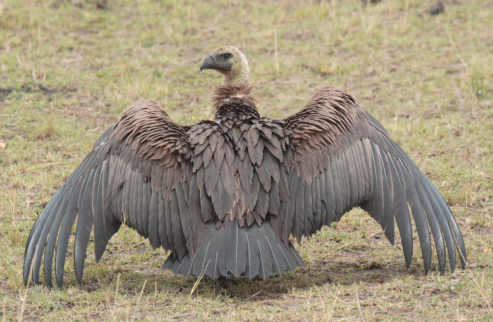 Ruppels Griffon Vulture