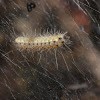 Fall Webworm