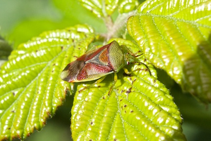 Birch Shieldbug