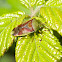 Birch Shieldbug