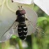 Hover Fly