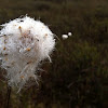 Cotton grass