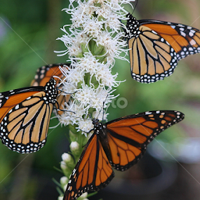 Monarchs at Lunch by Sherri Woodbridge - Animals Insects & Spiders