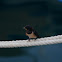 Zwaluwen (Hirundinidae)