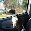 Jack Russel Terrier