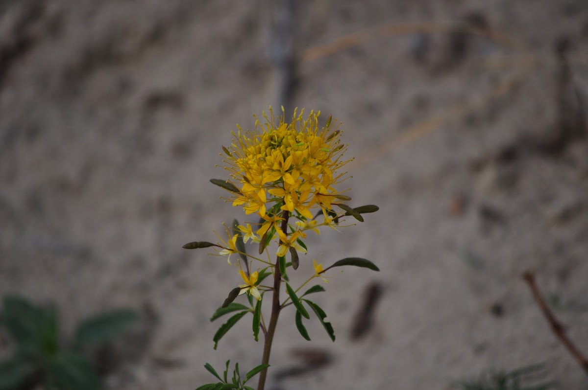 Yellow Bee plant